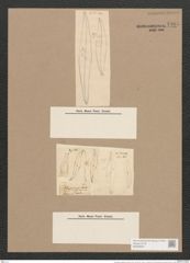 Pleurosigma angulatum (Queck.) W.Sm. (de-Toni-Nr.: Genus 13, Species 1001) Zeichnungen Sammlung Grunow Nr. 1985 (NHMW-BOT-W0368830)